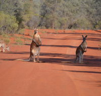 Gundabooka National Park Cottages - Accommodation Melbourne