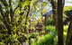 Hills End Camellia - thumb 3