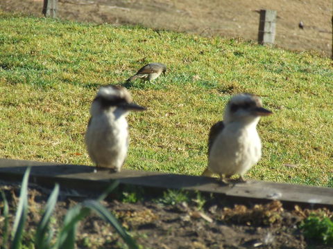 Kiah Country Gardens B&B - Melbourne 4u 3