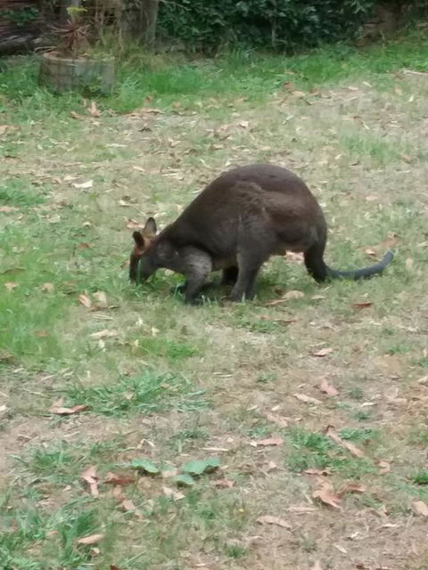 Lyrebird Gully Retreat - Accommodation Melbourne 1