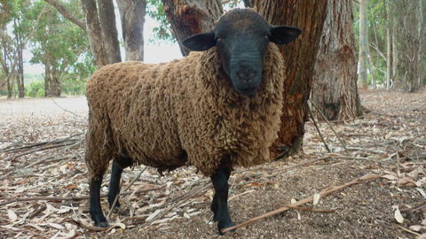 Margaret River Hideaway & Farmstay - Accommodation Melbourne 27