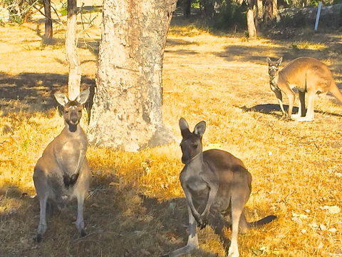Sandpiper Retreat - Accommodation Melbourne 37