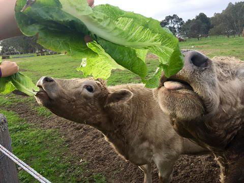 Kellers Bed And Breakfast - Accommodation Melbourne 32