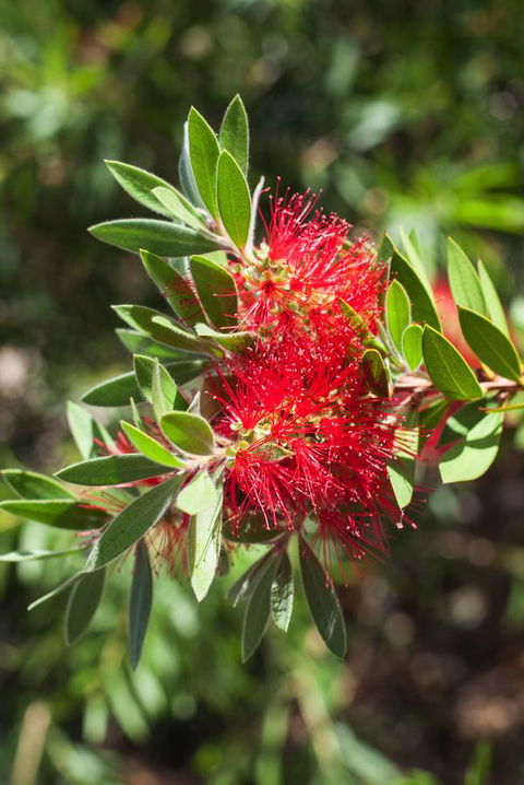 Banksia Tourist Park - Accommodation Melbourne 26