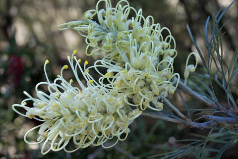 Banksia Tourist Park - Accommodation Melbourne 9