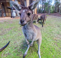 Yelverton Brook Eco Spa Retreat  Conservation Sanctuary - Accommodation Melbourne