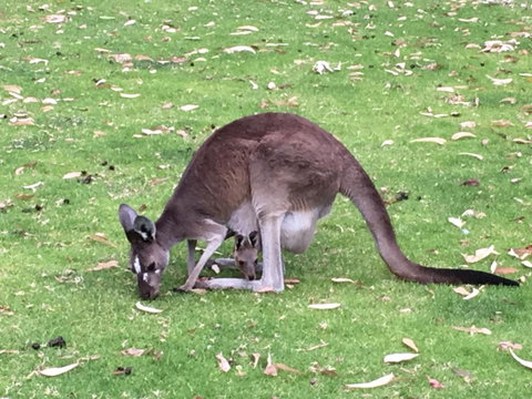 Tegwan's Nest Holiday Home - Accommodation Melbourne 1