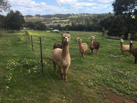Tegwan's Nest Holiday Home - Accommodation Melbourne 44