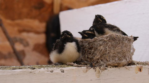 Daisy Cottage - Accommodation Melbourne 27