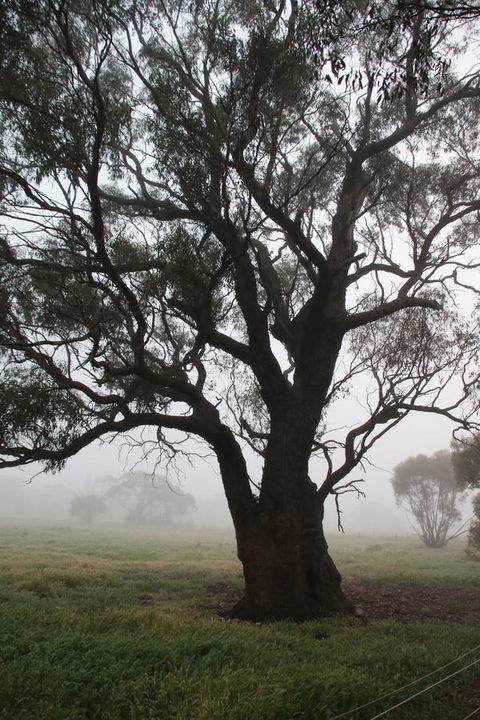 Daisy Cottage - Accommodation Melbourne 23