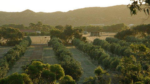 Bentwood Olive Grove Accommodation - Melbourne 4u 20