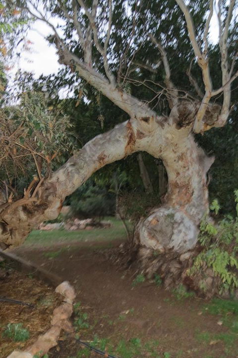 Bentwood Olive Grove Accommodation - Melbourne 4u 22