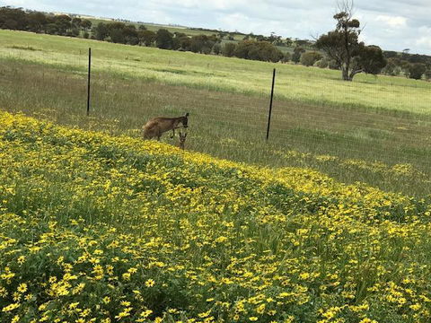 The Mains Guest House 2 Bedroom Farm Stay - Accommodation Melbourne 15