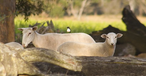 SilverSprings Spa Retreat Pet Friendly Cottages And Glampings - Accommodation Melbourne 1