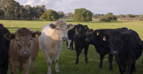 SilverSprings Spa Retreat Pet Friendly Cottages And Glampings - Accommodation Melbourne 16