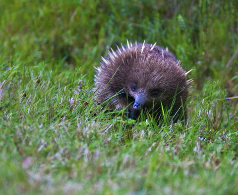 Tyenna River Cottages - Accommodation Melbourne 10