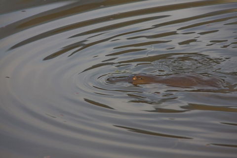 Tyenna River Cottages - Accommodation Melbourne 24