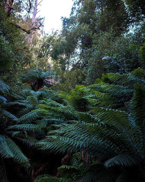 Maydena Chalet - Accommodation Melbourne 42