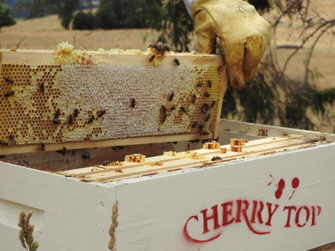 Cherry Top Farmstay - Boutique Eco Village - Accommodation Melbourne 28