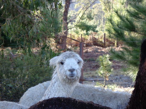 Post House Cottage - Accommodation Melbourne 21
