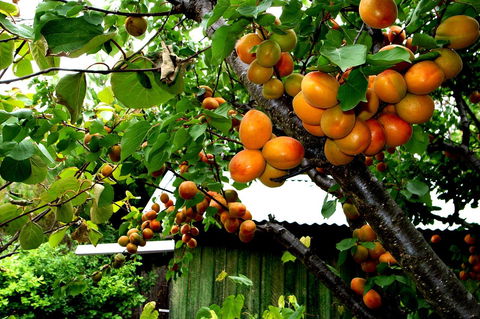 Eureka Farm - Accommodation Melbourne 8