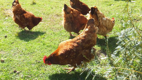 Eureka Farm - Accommodation Melbourne 27