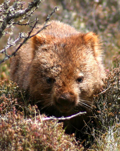 Cradle Mountain Love Shack - Accommodation Melbourne 24
