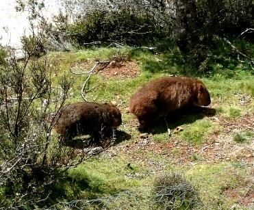 Cradle Mountain Love Shack - Accommodation Melbourne 26