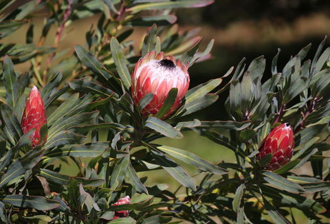 Riverwalk B&B - Accommodation Melbourne 18