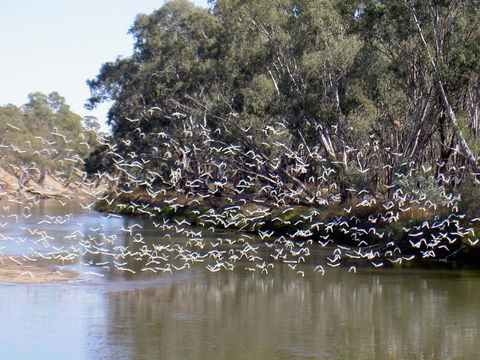 Paringa Grove Homestead - Accommodation Melbourne 3