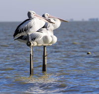 Pelican Perch Retreat - Accommodation Melbourne