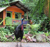 Rainforest Hideaway - Accommodation Melbourne