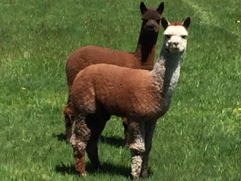 Raynella Alpaca Farmstay - Melbourne 4u 3
