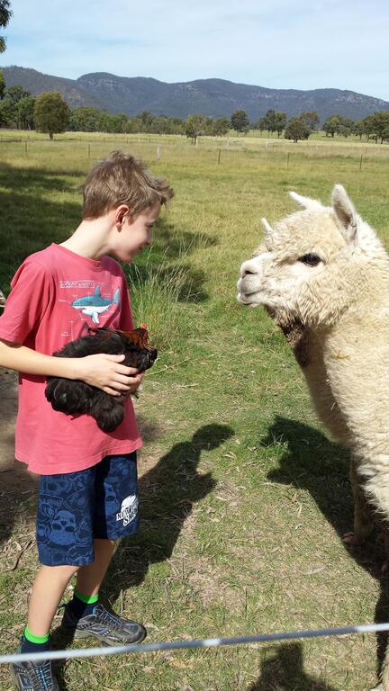 Starline Alpacas Farmstay Resort - Accommodation Melbourne 3