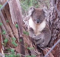 Stringybark Hills Retreat - Accommodation Melbourne