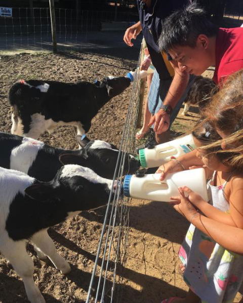 Sunflowers Animal Farm & Farmstay - Accommodation Melbourne 3