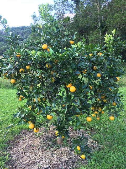 Terania Creek Farmstay - Accommodation Melbourne 2