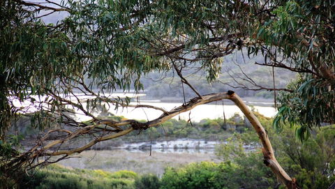 KINGFISHER COTTAGE Beachfront At The Binalong Bay - Accommodation Melbourne 17