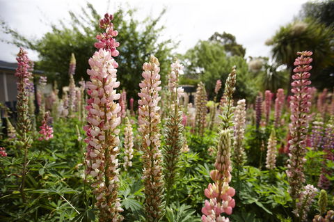 Blue Wren Riverside Cottage - Accommodation Melbourne 3