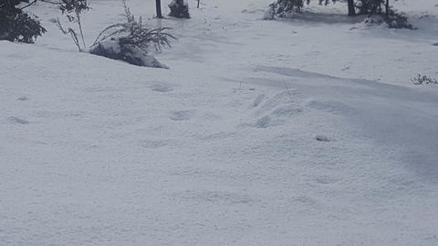 Cradle Alpine Retreat - Accommodation Melbourne 35
