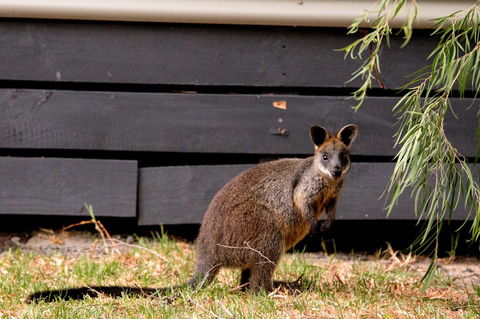 BIG4 Ingenia Holidays Phillip Island - Accommodation Melbourne 13