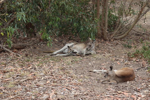 Great Ocean Road Resort - Accommodation Melbourne 17