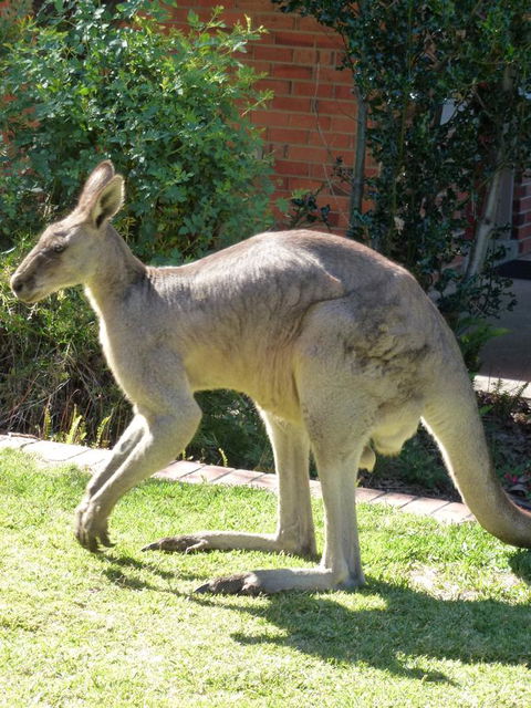 The Grampians Motel - Accommodation Melbourne 3