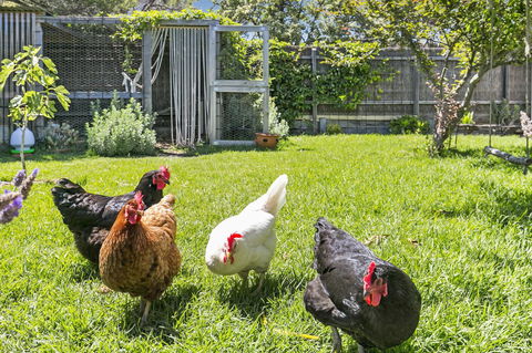 Bilinga Cottages - Accommodation Melbourne 16