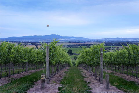 Balgownie Estate Yarra Valley - Accommodation Melbourne 37