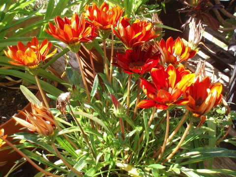 Aloha Ha Phillip Island - Accommodation Melbourne 25