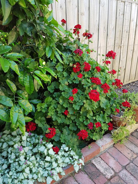 Healesville House - Fig Tree House - Accommodation Melbourne 18