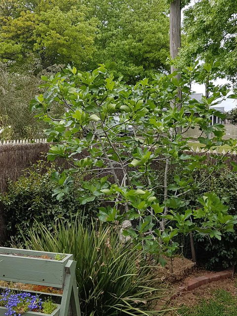 Healesville House - Fig Tree House - Accommodation Melbourne 20