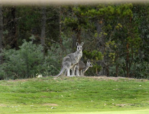 RACV Goldfields Resort - Accommodation Melbourne 20