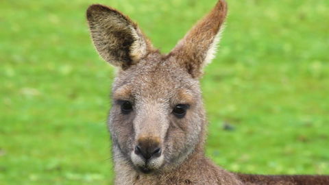 Limosa Rise - Accommodation Melbourne 16